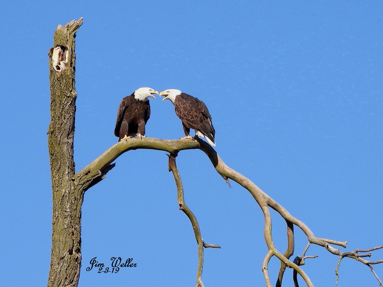 Photos: Orv and Willa, a pair of bald eagles, take up residence in Dayton