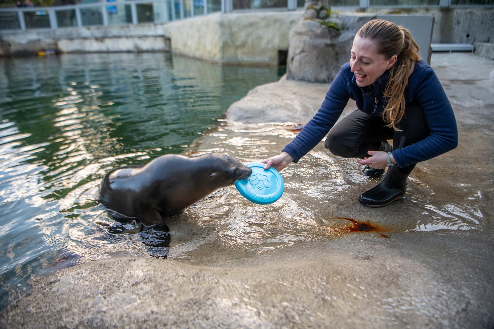 This photo provided by Point Defiance Zoo & Aquarium shows Staff Biologist Kelsie Atz-Riley with sea lion pup Pepper on Thursday, Feb. 6, 2025, at the the Point Defiance Zoo & Aquarium in Tacoma, Washington. (Katie G. Cotterill/Point Defiance Zoo & Aquarium via AP)