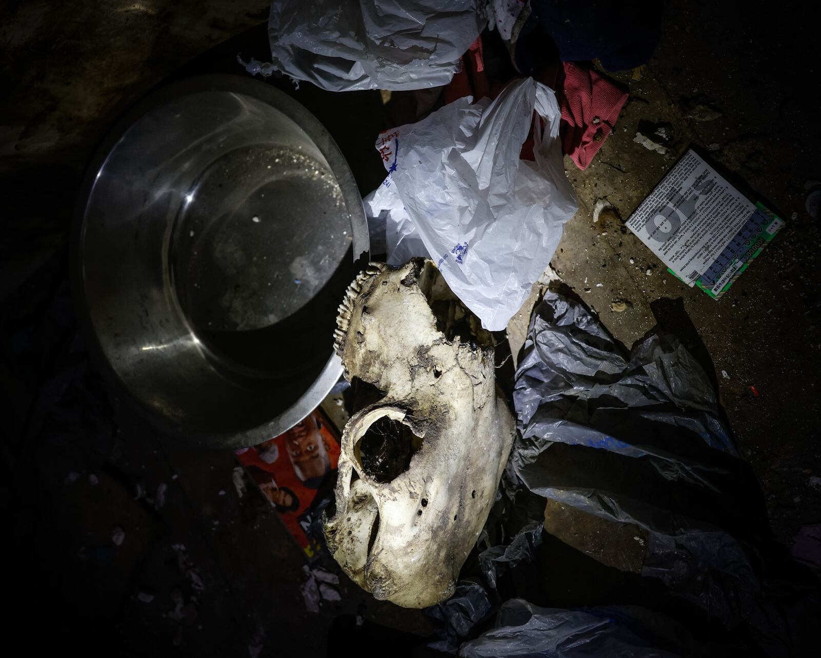 A cow skull was found in a nuisance house on Chapel St. in Old North Dayton Tuesday June 21. The house was filled with dog cages potentially used to hold dogs for fighting, JIM NOELKER/STAFF