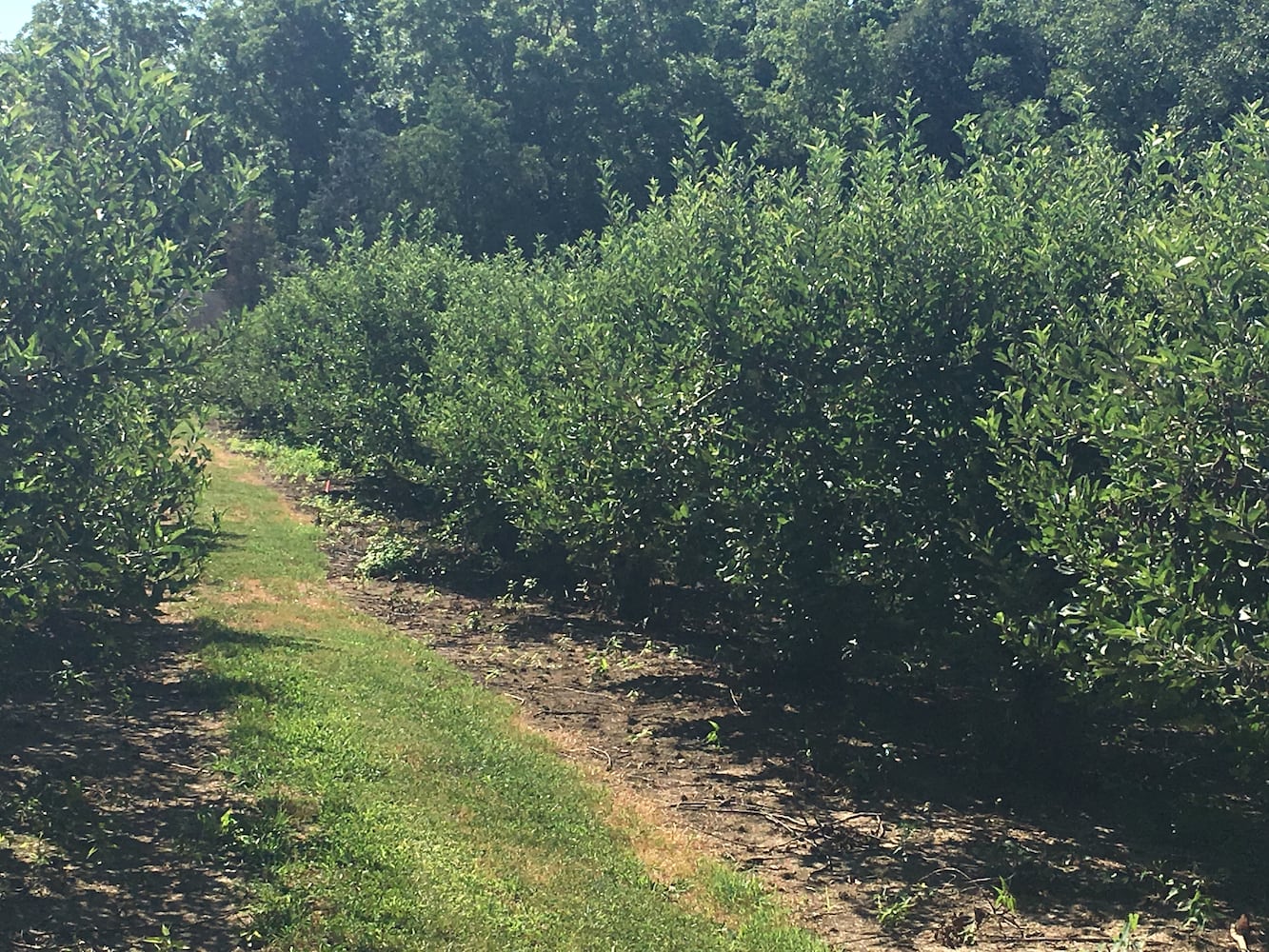 Hidden Valley Orchards