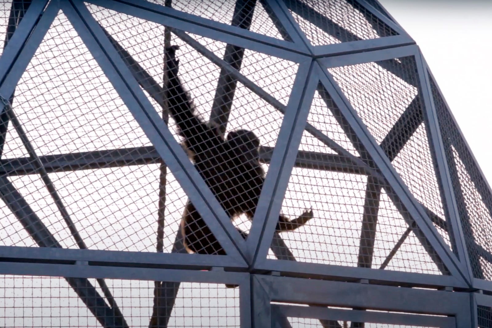 In this image taken from a video provided by the National Institutes of Health, a retired research chimpanzee hangs in an enclosure, Oct. 2019, at the Alamogordo Primate Facility in southern N.M. (National Institutes of Health via AP)