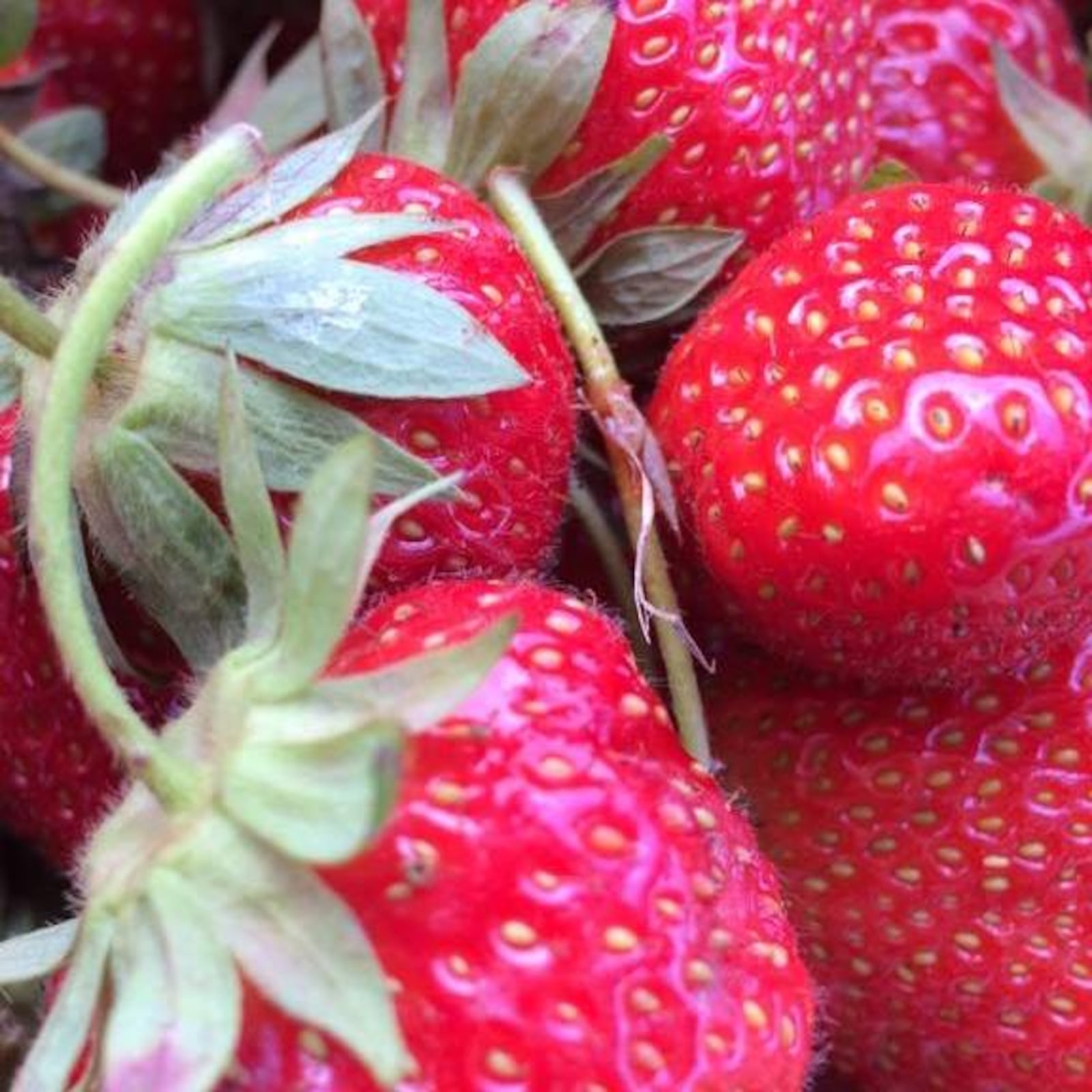 Folck Winery founder Robert Folck said he will make wine out of estate-grown fruit, including strawberries and blackberries. Photo from Folck Family Farm Facebook page.