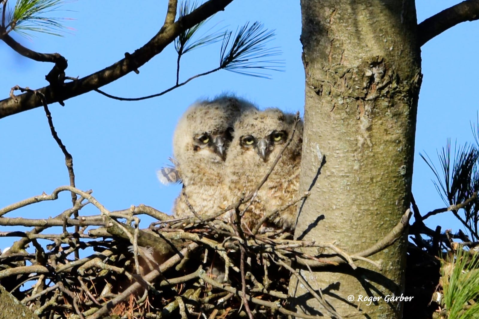 Two baby great horned owls in March 2019 at Woodland Cemetery, photographed by Roger Garber.