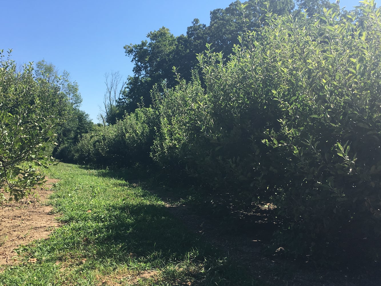 Hidden Valley Orchards