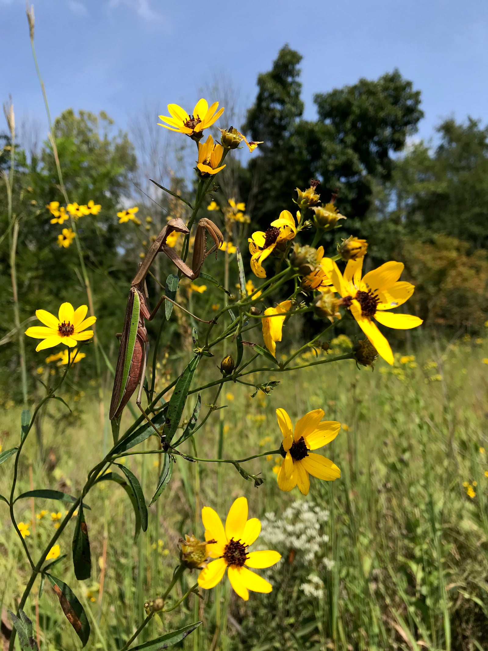 Aullwood Audubon, 1000 Aullwood Rd., will host two upcoming Bloomin’ Prairie Walks led by a naturalist, Aug. 14 and 28 from 11 a.m. to noon. CONTRIBUTED PHOTO