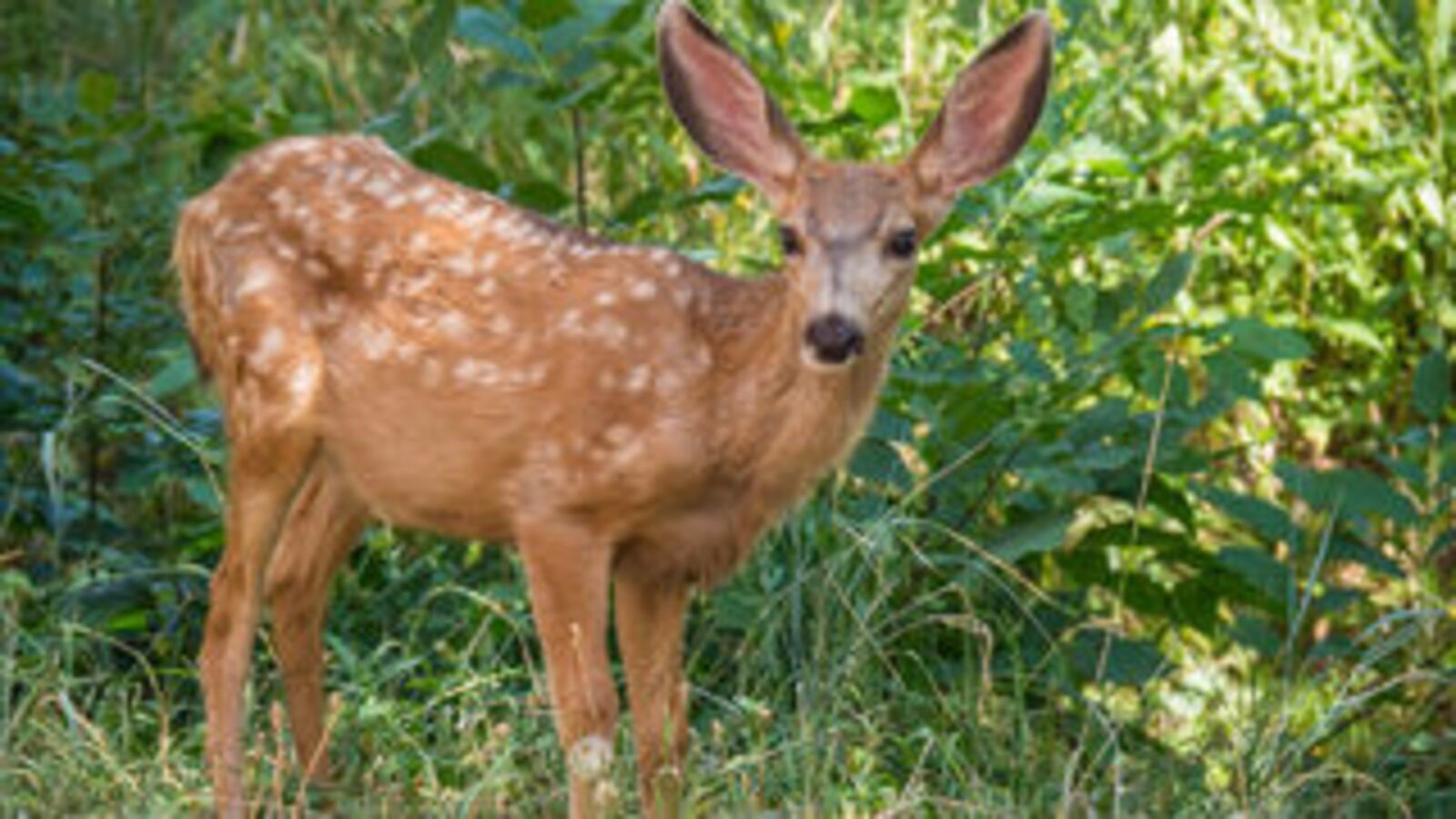 Stock photo of a fawn.