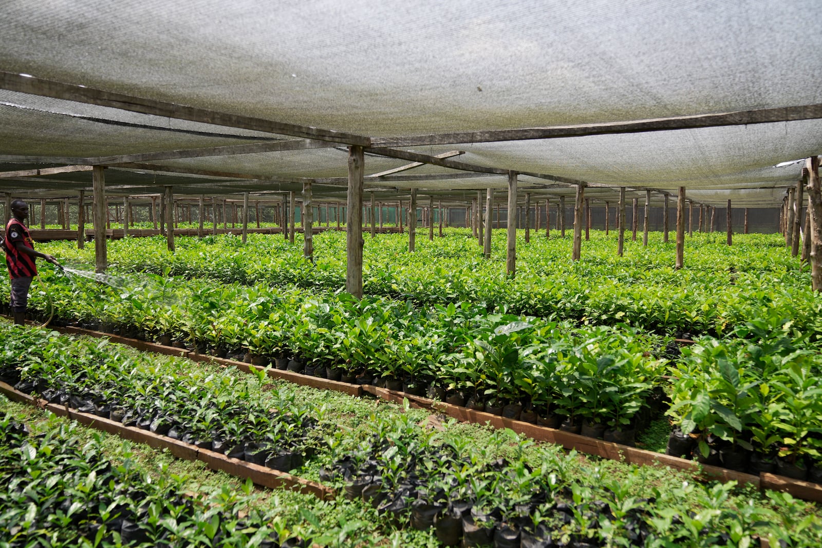 A worker tends to excelsa seedlings inside a greenhouse near Nzara, South Sudan on Saturday, Feb. 15, 2025. (AP Photo/Brian Inganga)