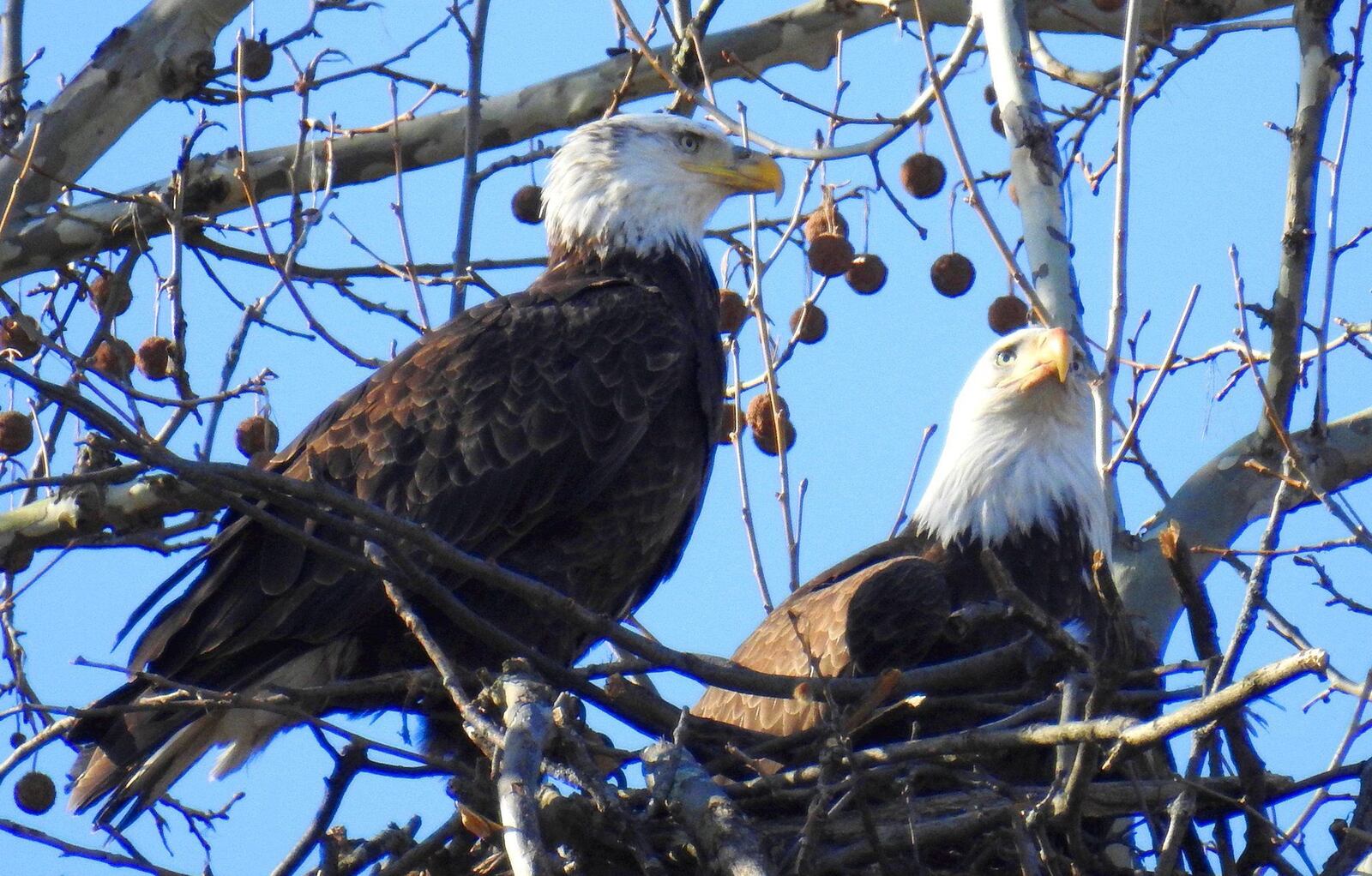 Bald eagles Orv and Willa returned to Carillon Historical Park to build a nest in 2020. PHOTO CONTRIBUTED BY JIM WELLER