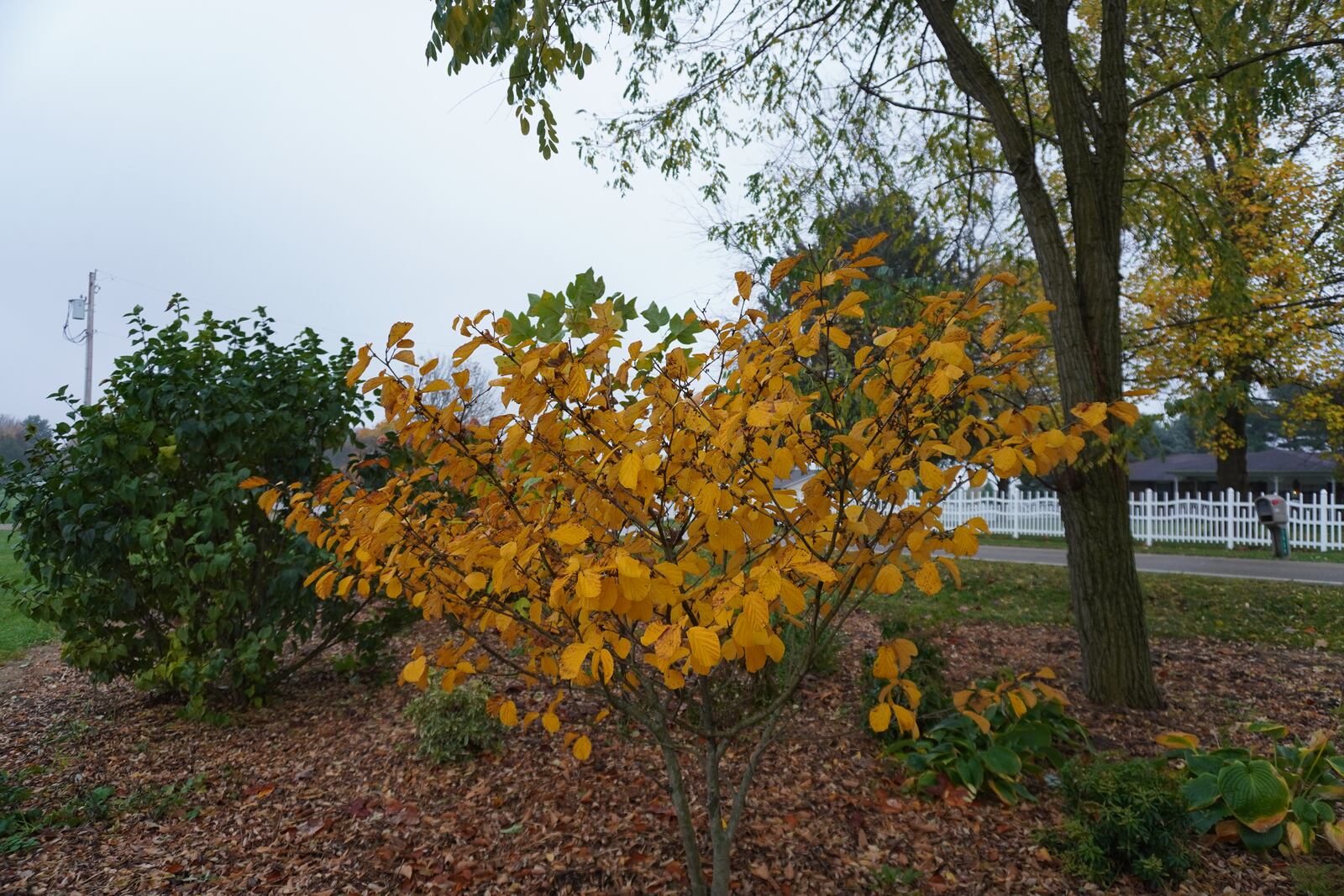 Golden fall color on witchhazel