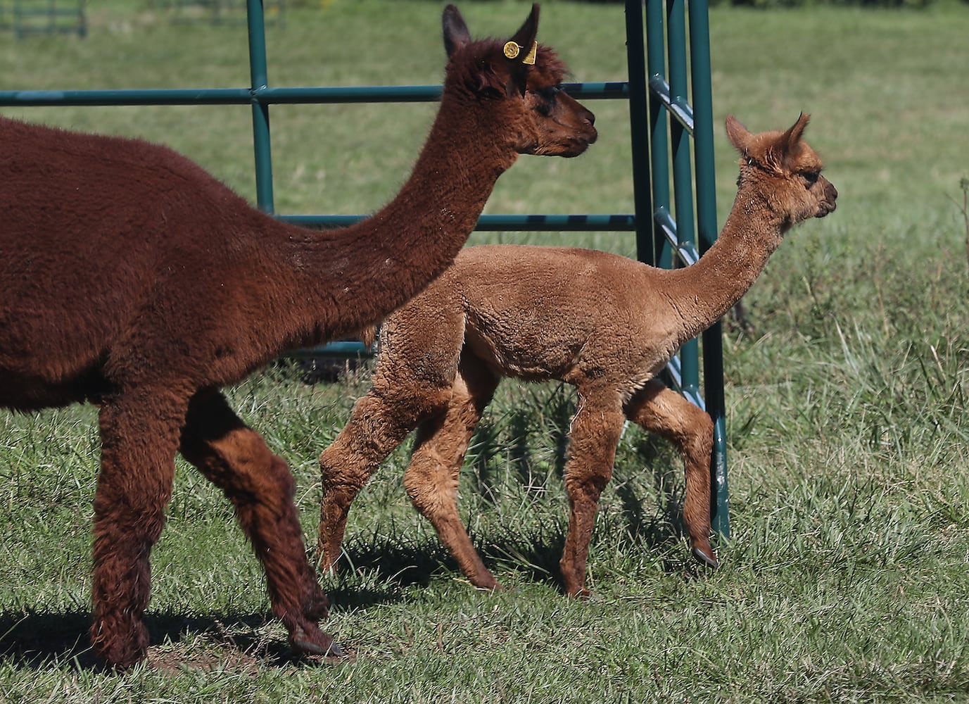 092521 Alpaca Farm Day SNS