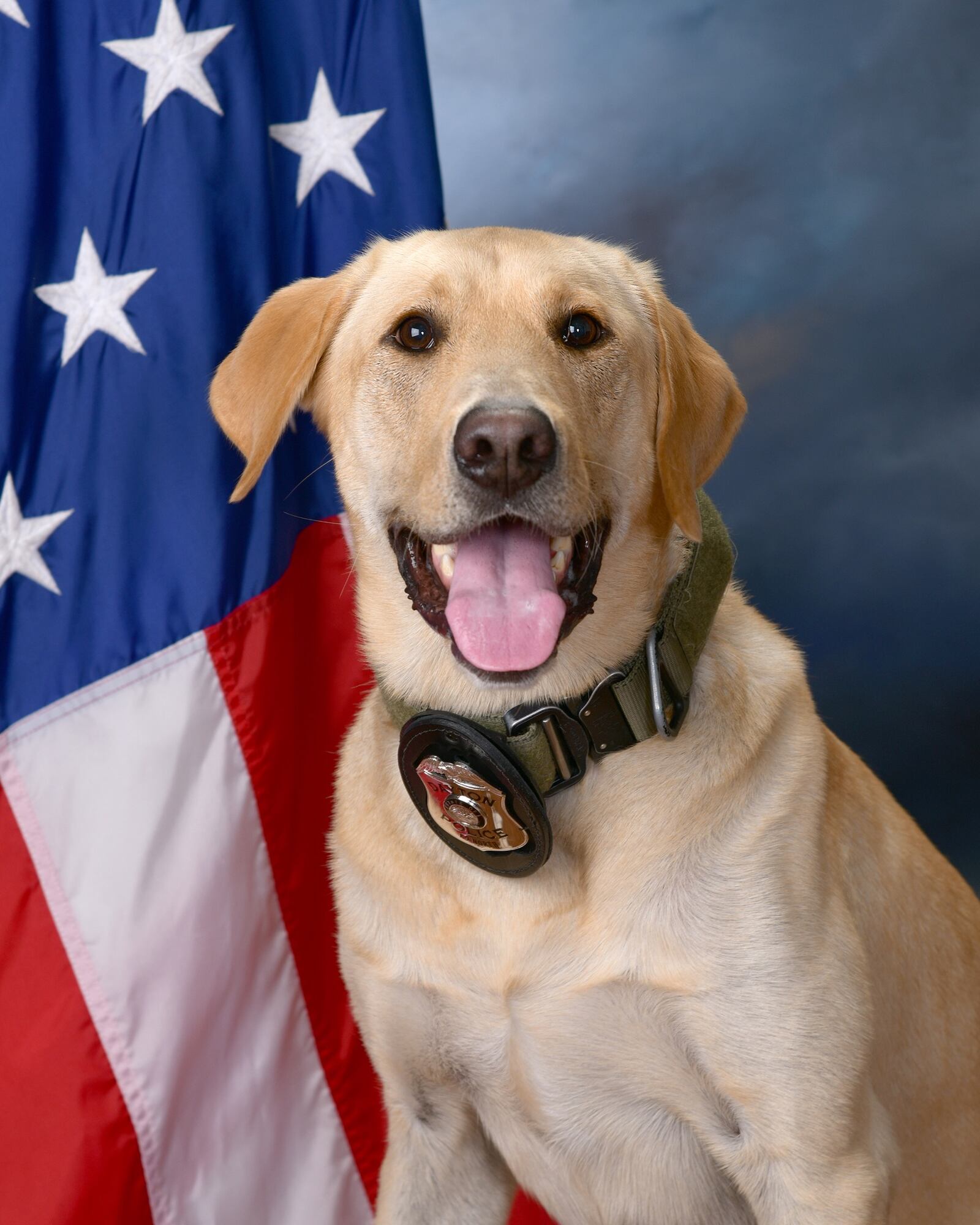 Dayton K-9 Officer North, a four-year-old yellow lab, poses with his badge. North is the partner of Detective Ross Nagy. CONTRIBUTED