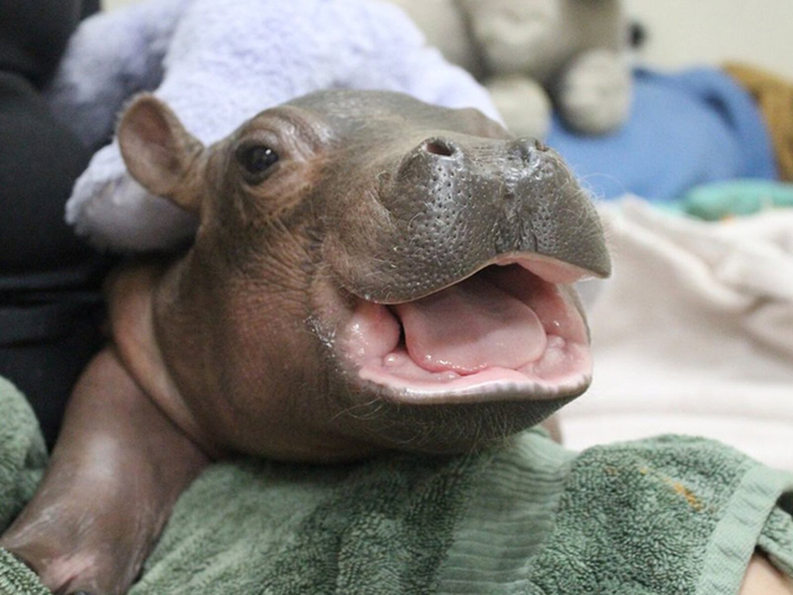 As Fiona’s health improves, Cincinnati Zoo hippo handler Wendy Rice said she expects the calf to be introduced back to her parents, Henry and Bibi, within the next few weeks. CONTRIBUTED/CINCINNATI ZOO & BOTANICAL GARDEN