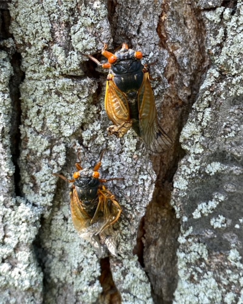 Cicadas in Vandalia