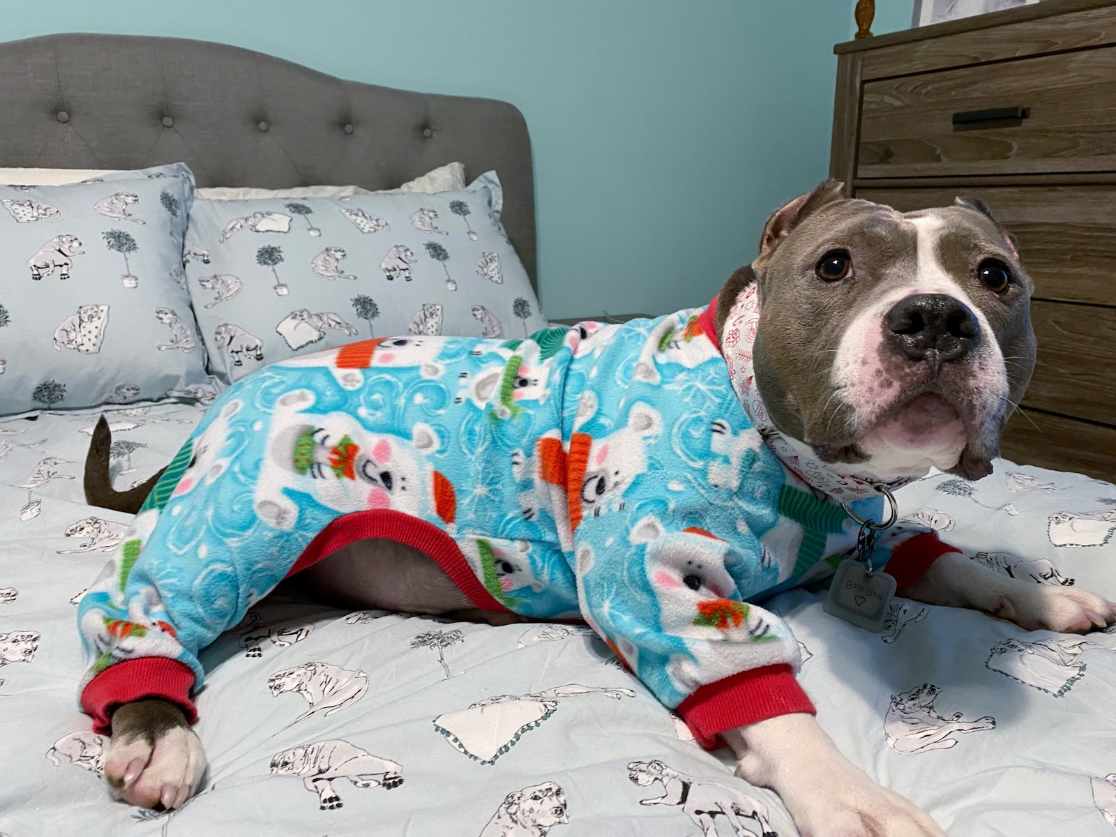 Bon Bon in her teddy bear pj's ready for bed. SHANNON GEILENFELDT