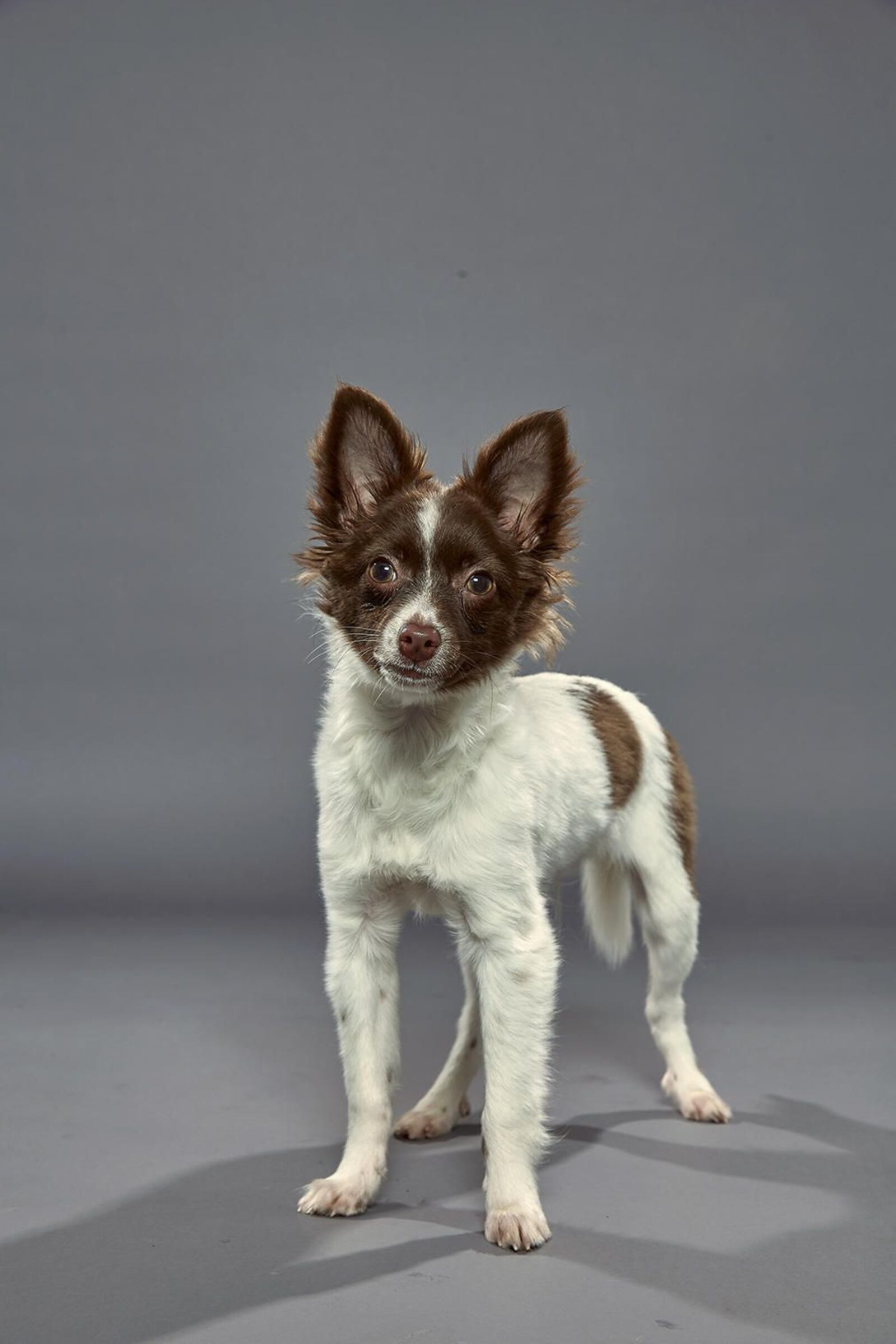 Paprika, a hearing-impaired Chihuahua/toy fox terrier mix from the Young-Williams Shelter in Tennessee. (Animal Planet)