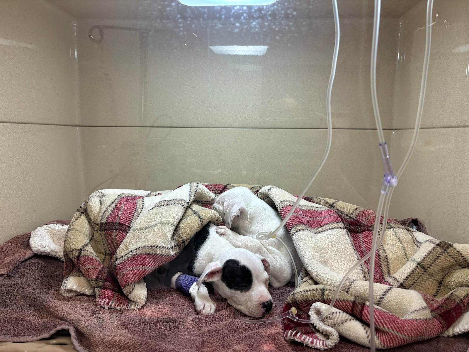 Seven puppies suffering from parvovirus were abandoned in freezing temperatures outside the Humane Society of Greater Dayton on the afternoon of Jan. 15, 2025. HUMANE SOCIETY OF GREATER DAYTON, PROVIDED