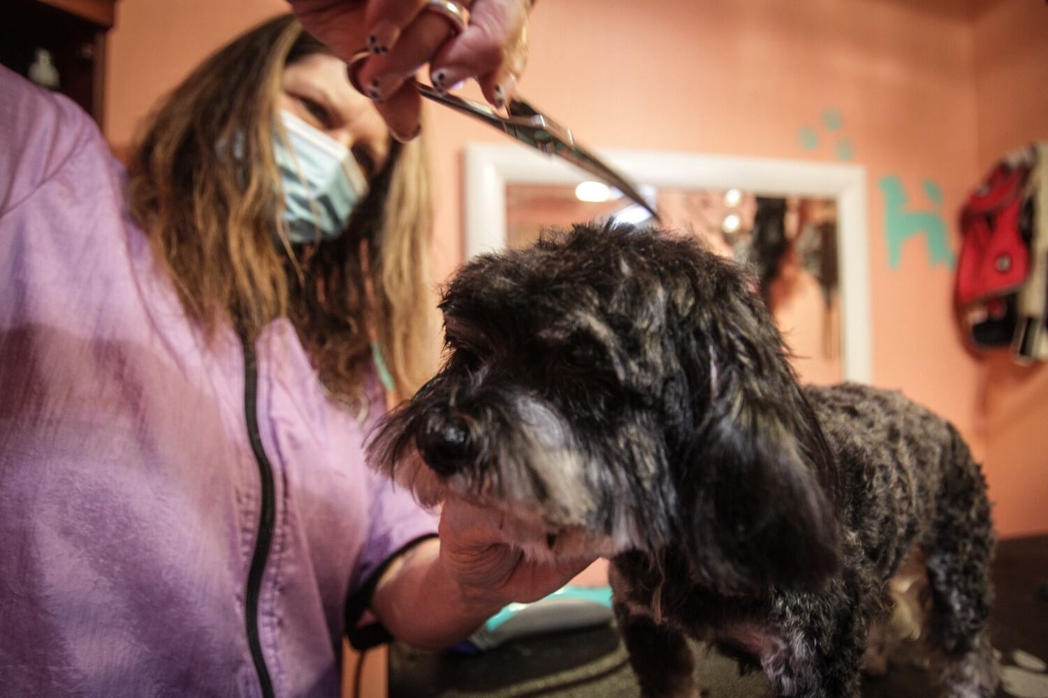 House of Paws Grooming Salon gets CARES grant