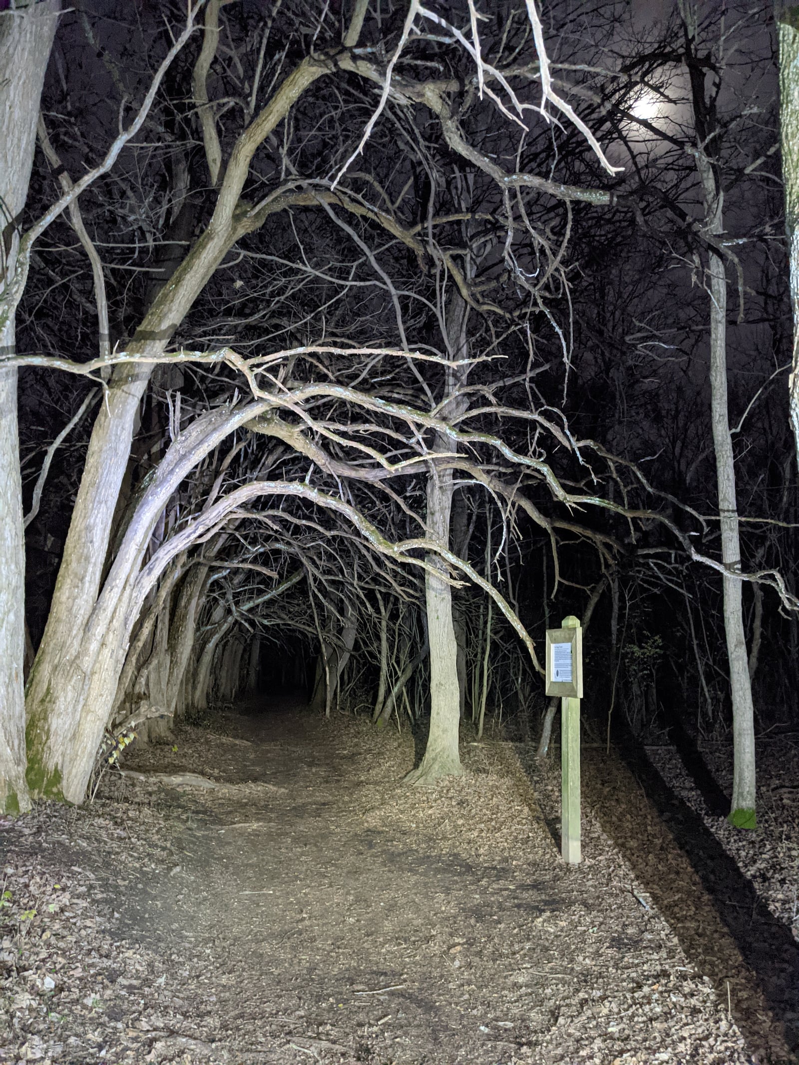 The Osage Orange Tunnel at Sugarcreek MetroPark on a full moon night. ANDY NIEKAMP