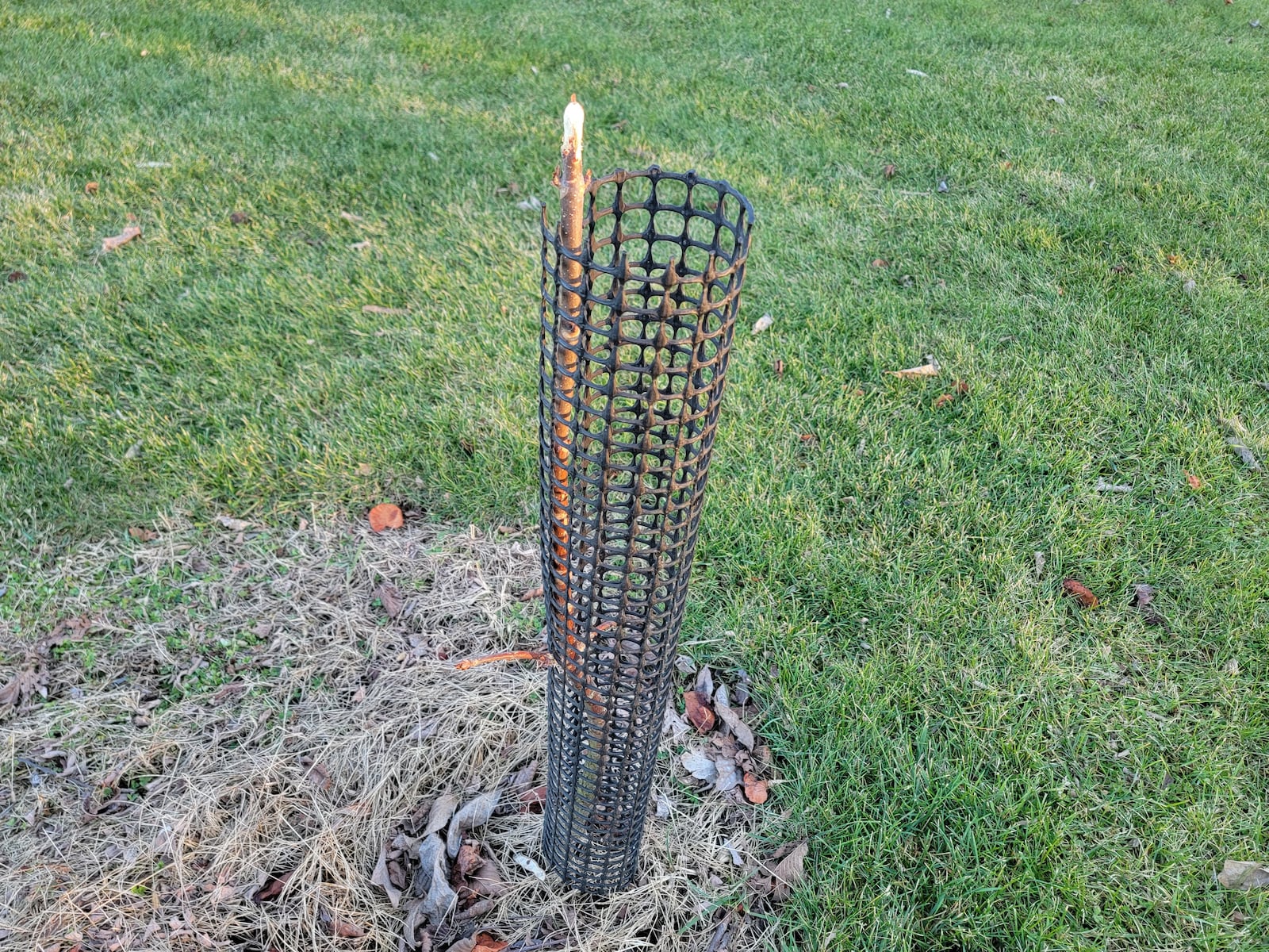 Protective cover kept the deer away from the trunk but not the growing tip of this Buckeye.