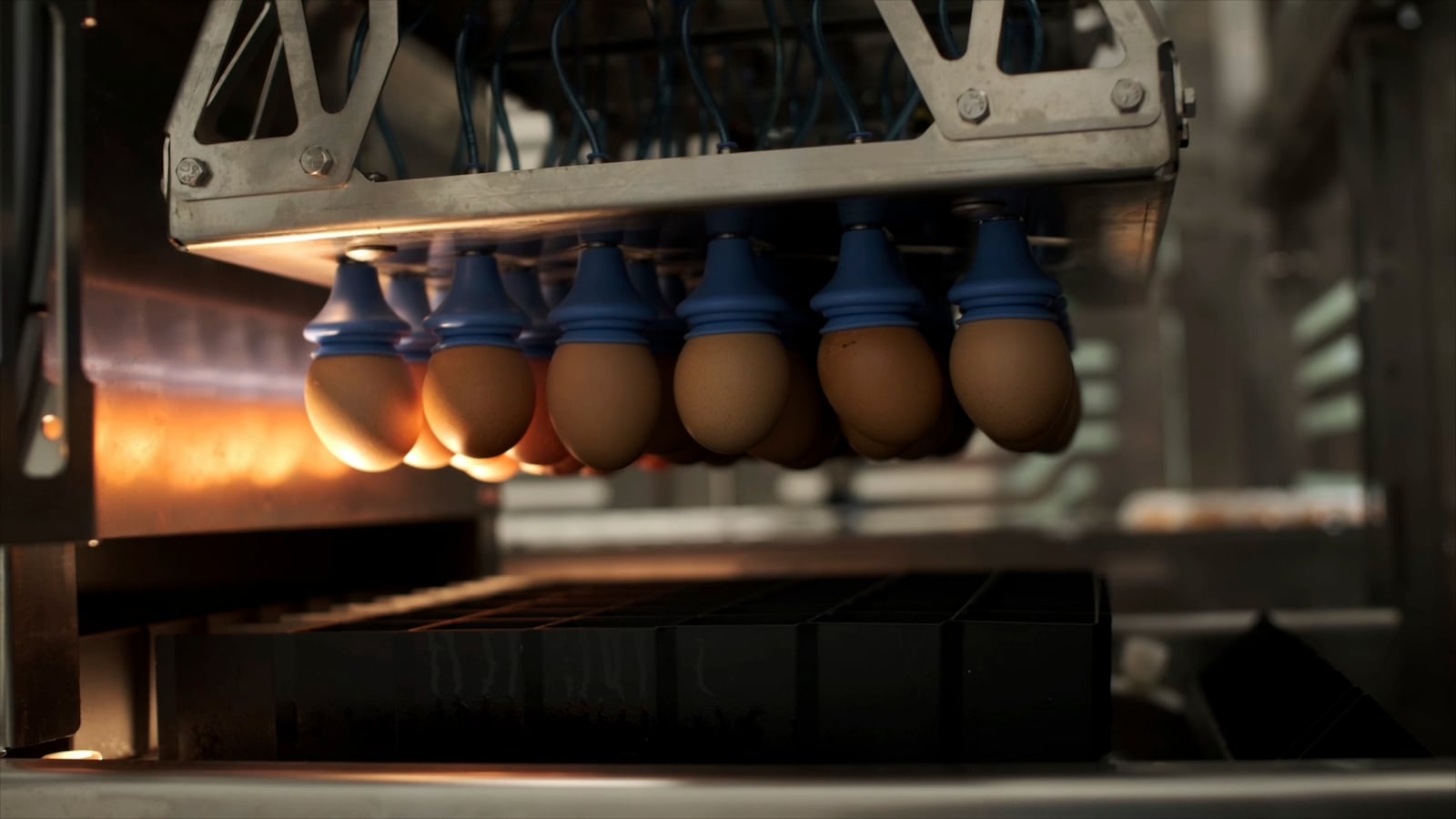 Eggs are lifted from trays and transferred inside a machine that provides a new technique to enable hatcheries to peek into millions of fertilized eggs and spot male embryos, then grind them up for other uses before they mature into chicks, in Wilton, Iowa, Dec. 10, 2024. This is an alternative to the longstanding practice of chick culling where male chicks are killed because they have little monetary value since they do not lay eggs. (Courtesy Tony Reidsma via AP)