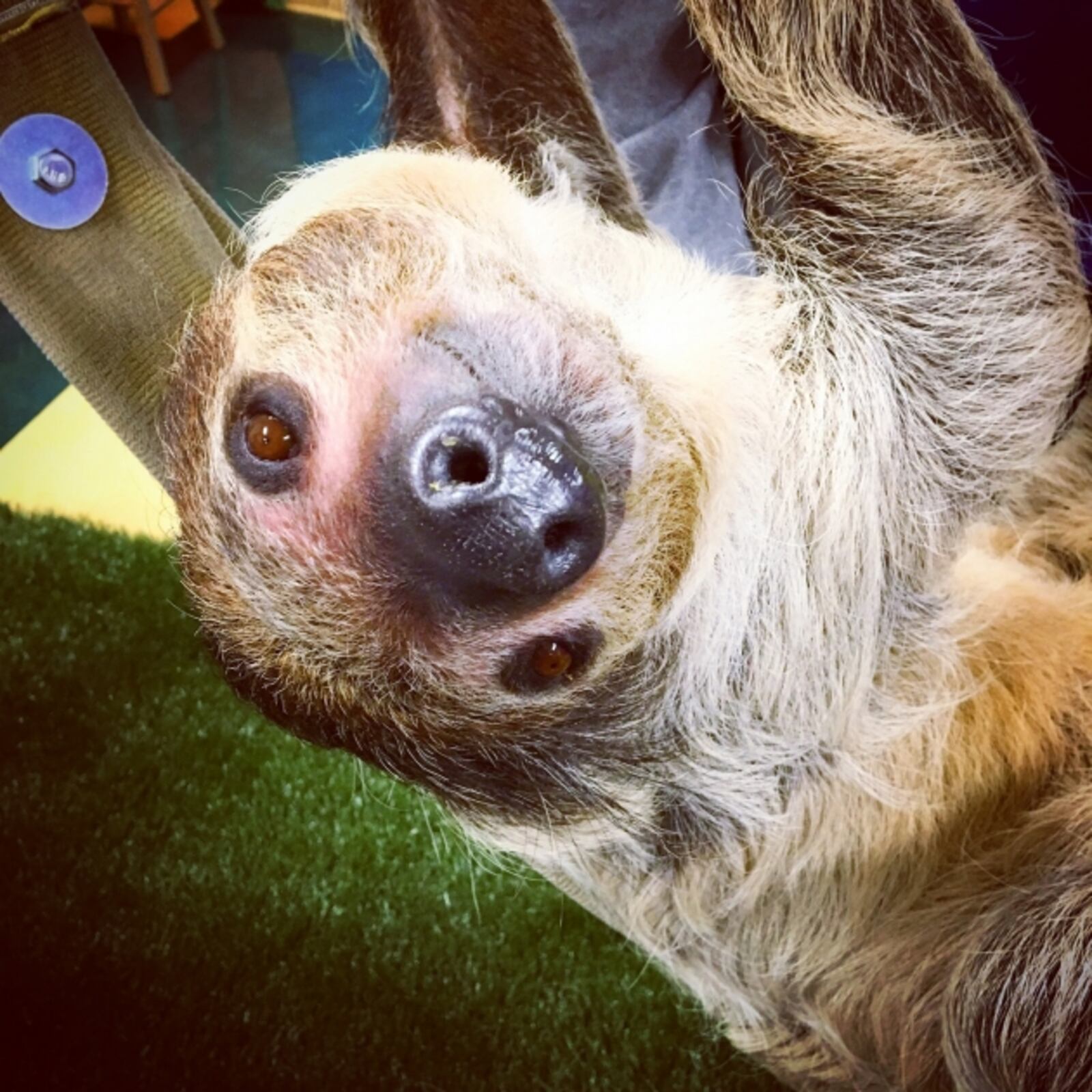 Patience, a Linne’s two-toed sloth.