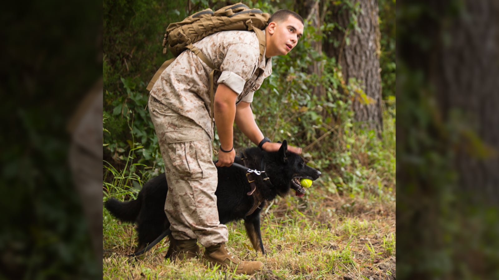 FILE PHOTO: Lance Cpl. Jacob Varela, a combat tracker with Military Working Dog Platoon, 2nd Law Enforcement Battalion, II Marine Expeditionary Force Headquarters Group, and a Chicago, Il., native, pets his dog Atilla after she found a hidden tennis ball aboard Marine Corps Base Camp Lejeune, N.C., Oct. 9, 2014. Atilla and Varela were reunited after being separated for two years.