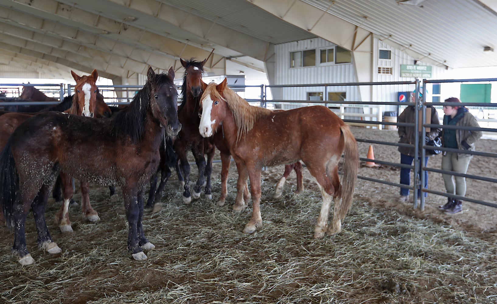 PHOTOS:  Wild Horse and Burro Adoption