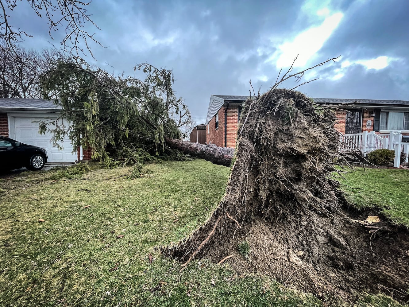 Uprooted tree