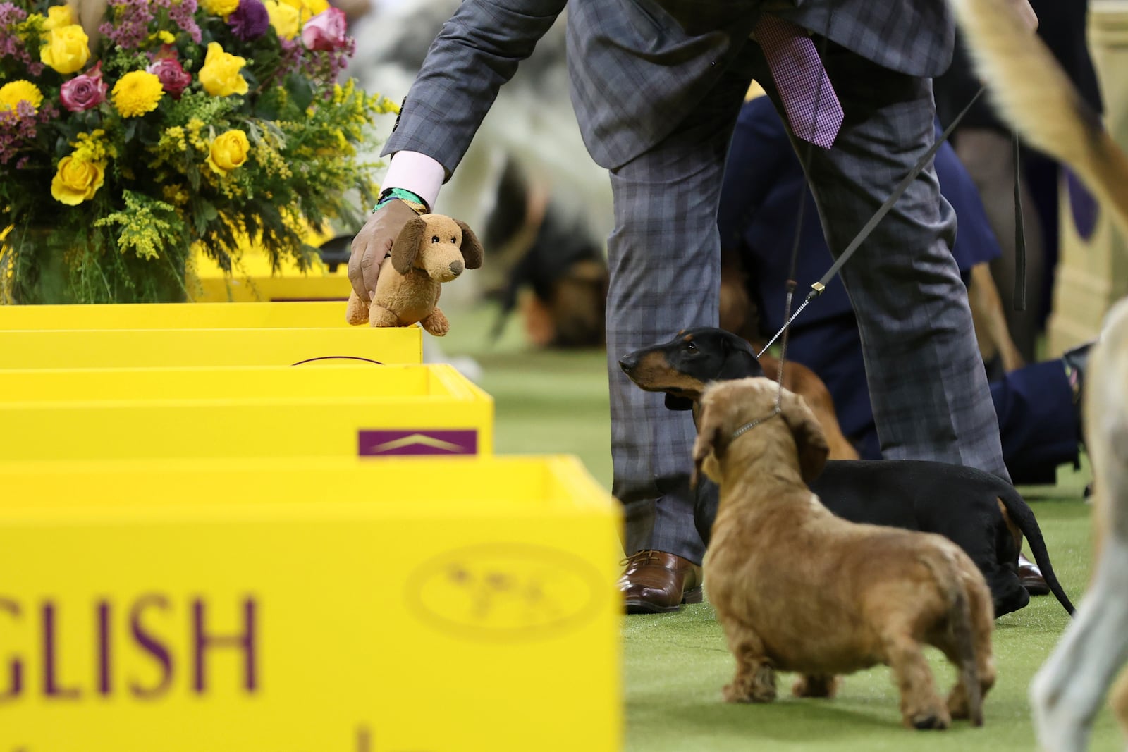 A stuffed animal is used during Hound group judging at the 149th Westminster Kennel Club Dog show, Monday, Feb. 10, 2025, in New York. (AP Photo/Heather Khalifa)