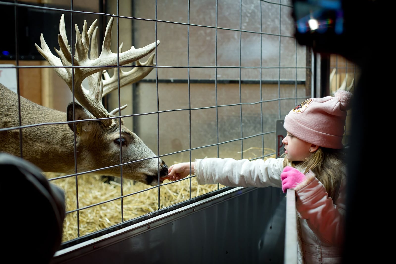 Kids will be able to interact with several types of animals, including this white-tailed deer, at Woodland Lights. CONTRIBUTED