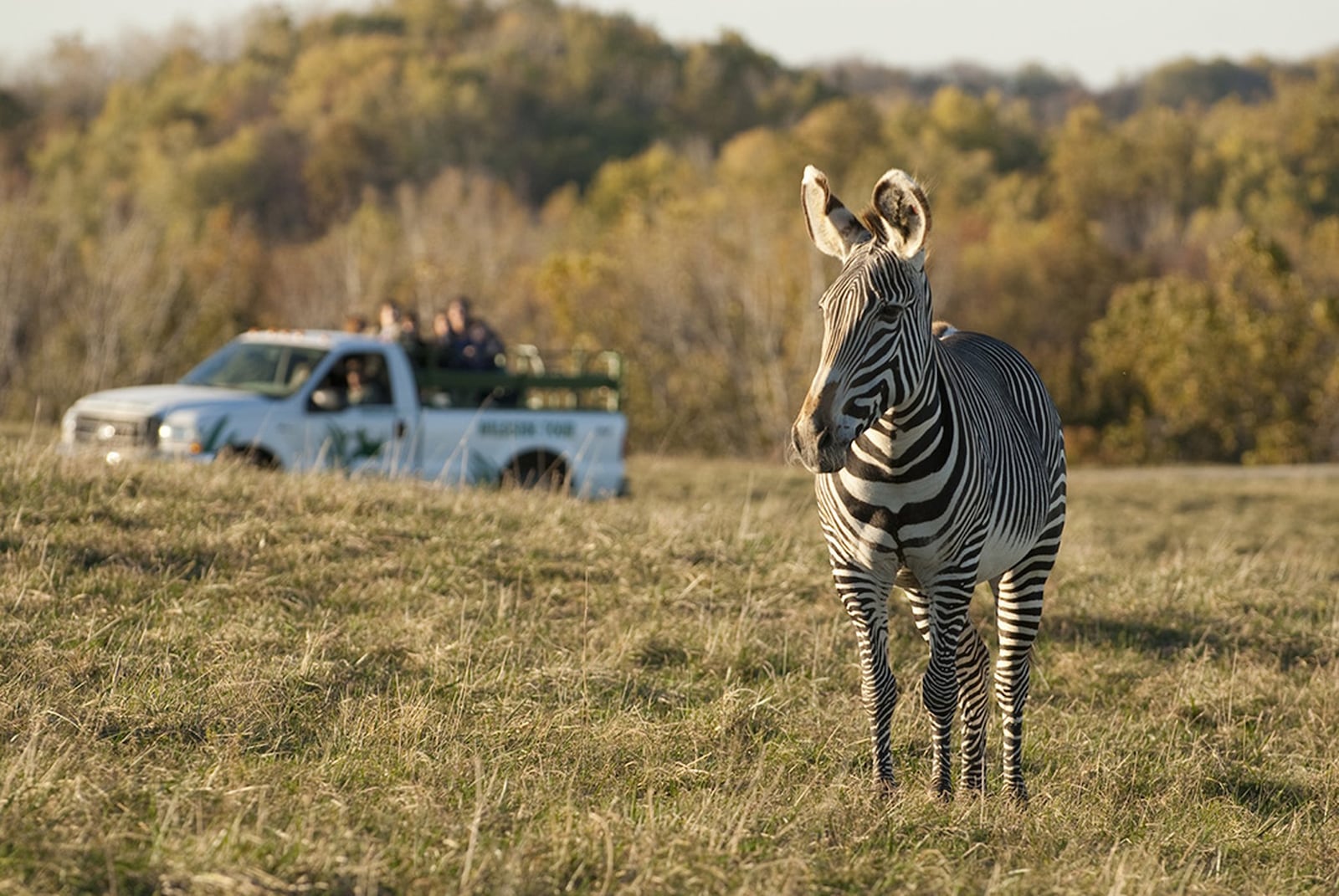 Zebra and The Wildside Tour at The Wilds. (Credit: Grahm S. Jones, Columbus Zoo and Aquarium)