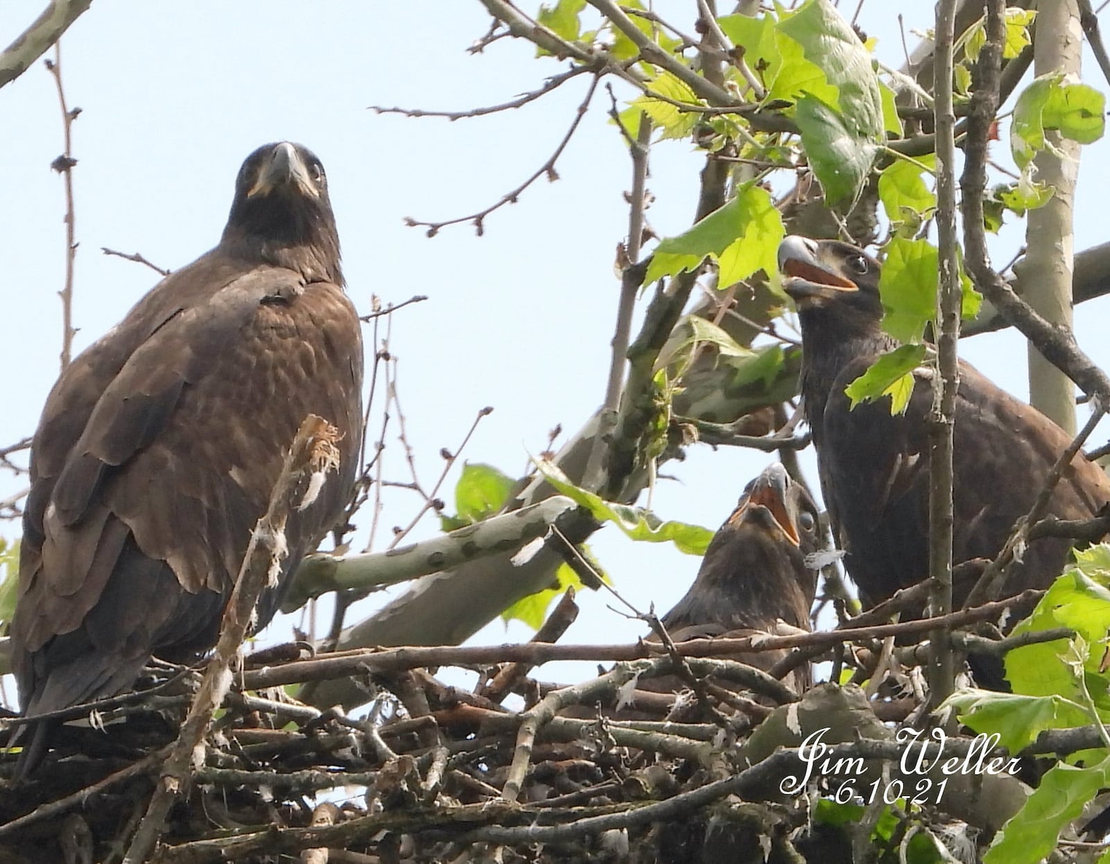 The eagle triplets at Carillion Historical Park have taken flight. The trio, Aviator, Navigator and Pilot, the offspring of Orv and Willa, the park’s resident bald eagles, fledged from their nest last week. JIM WELLER / CONTRIBUTED PHOTO
