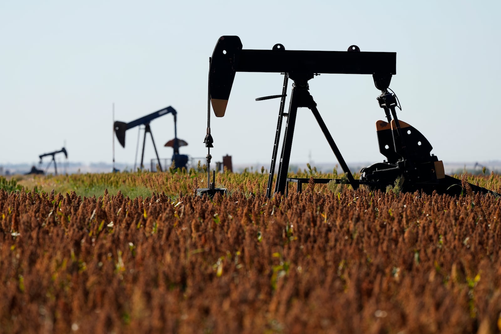 Pumpjacks operate in a milo field, Monday, Sept. 30, 2024, near Hays, Kan. (AP Photo/Charlie Riedel)