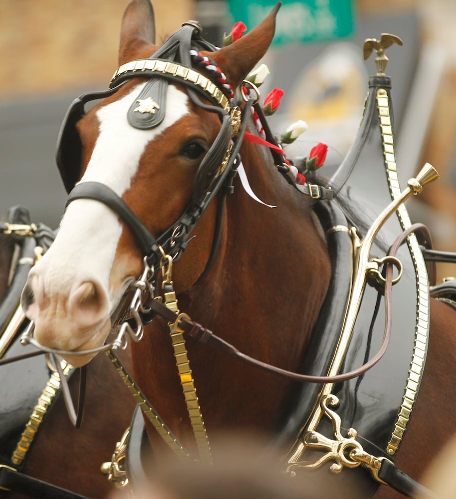 PHOTOS: The Budweiser Clydesdales are in Dayton