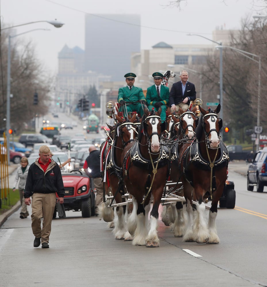 PHOTOS: The Budweiser Clydesdales are in Dayton