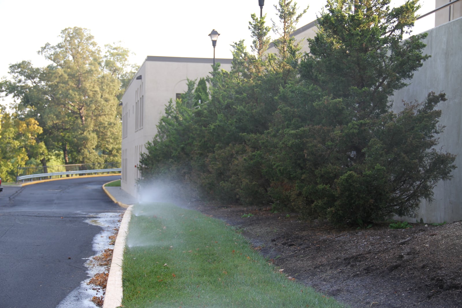 Shallow watering on a regular basis also leads to potential death of a plant. CONTRIBUTED