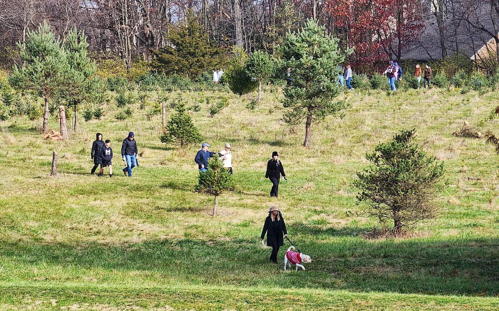 The day after Thanksgiving is the busiest day to shop for Christmas trees at Berninger Christmas Trees and Wreaths Friday, Nov. 24, 2023 in Turtlecreek Twp. NICK GRAHAM/STAFF