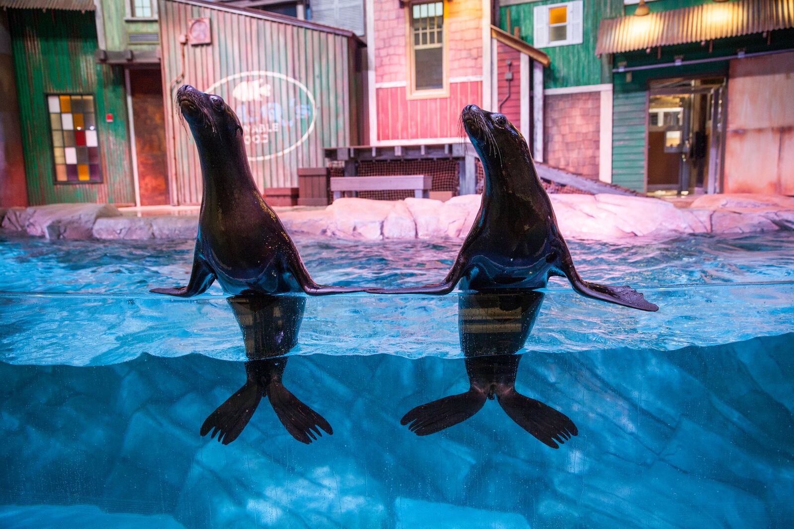 Four recently rescued sea lion pups are part of the show at the new SunTrust Pier 225 exhibit at Georgia Aquarium. CONTRIBUTED BY GEORGIA AQUARIUM