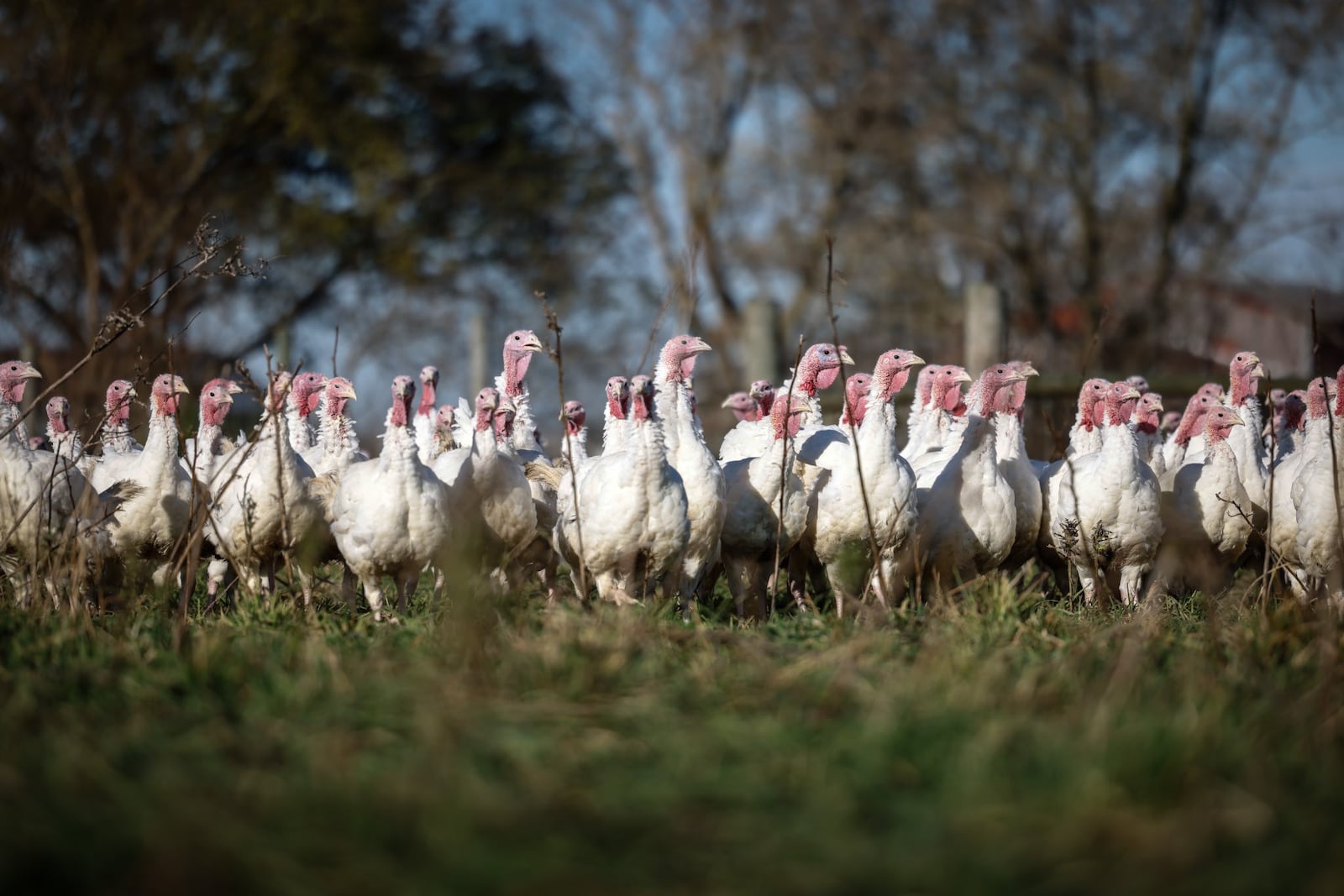 Maker's Meadow raises their turkeys on meadow grasses and feeds them organic grain. JIM NOELKER/STAFF