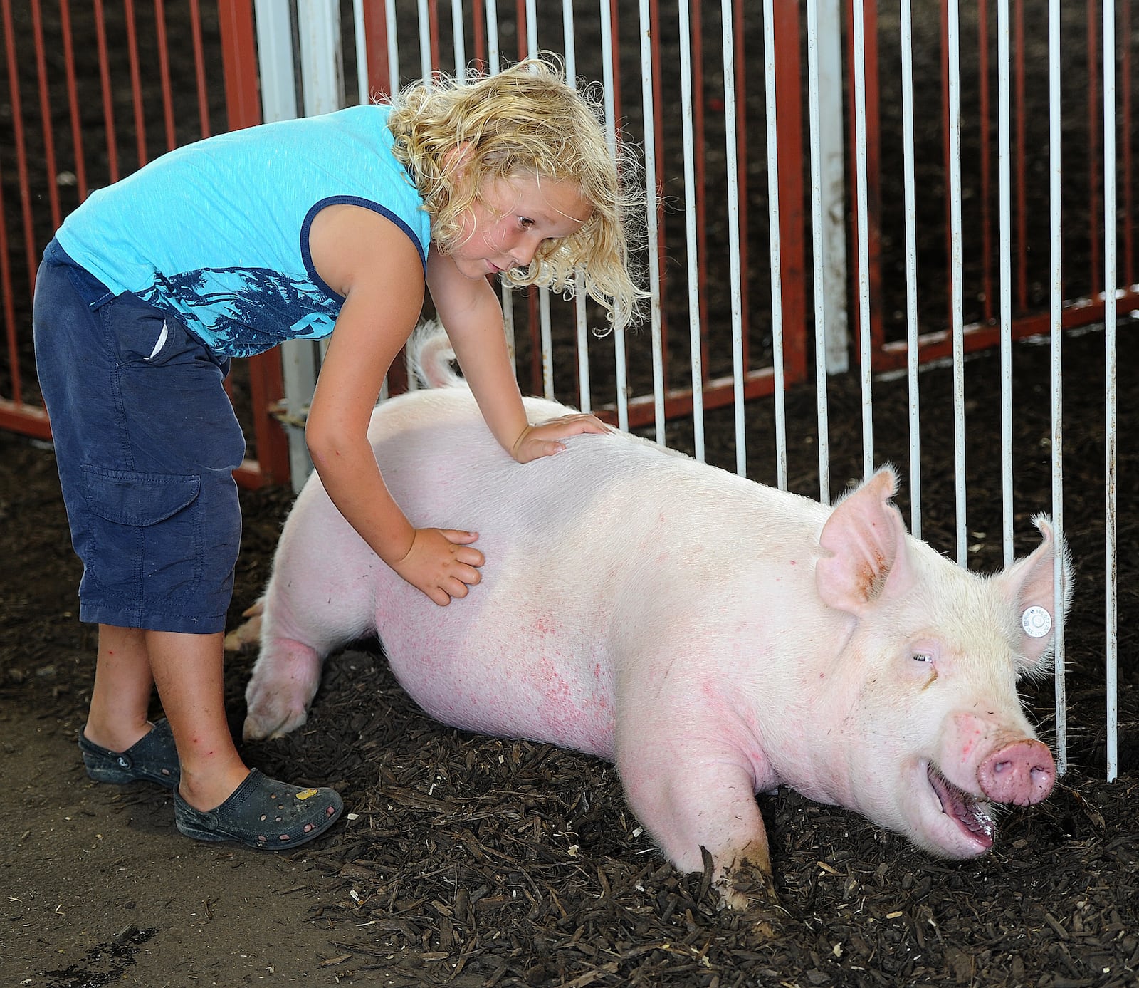 Nash Rothwell, scratches the belly of his pig Thursday, July 13, 2023 while at the Swine Check In at the Montgomery County Fair. MARSHALL GORBY\STAFF