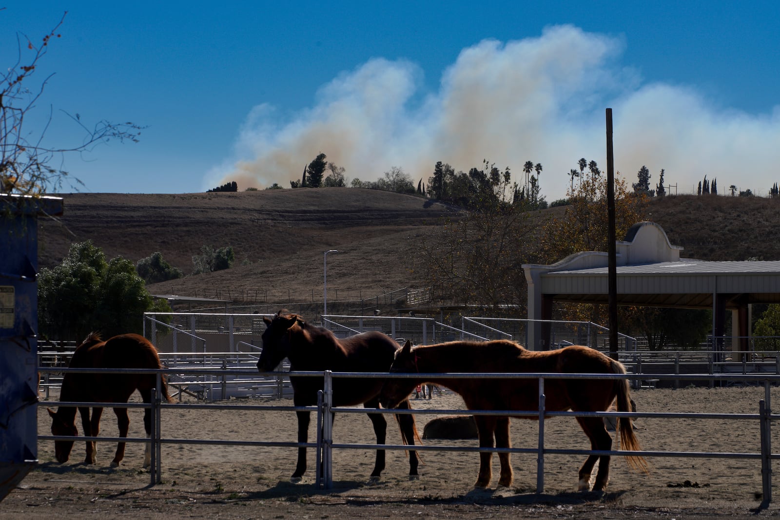 Horses are held in a pen at Pierce College, a wildfire evacuation center for animals, in the Woodland Hills section of Los Angeles, Thursday, Jan. 9, 2025. (AP Photo/Richard Vogel)