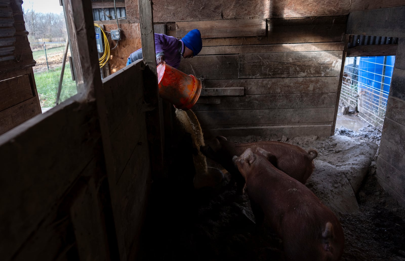 Gianna Young, 7, feeds the pigs before homeschooling on Tuesday, Nov. 12, 2024, in Sunbury, Ohio. (AP Photo/Carolyn Kaster)