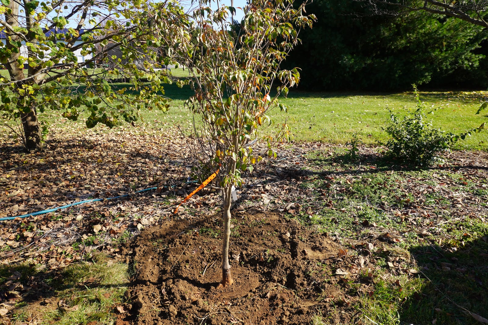 The root system on a newly planted tree needs to be moist going into the winter. CONTRIBUTED