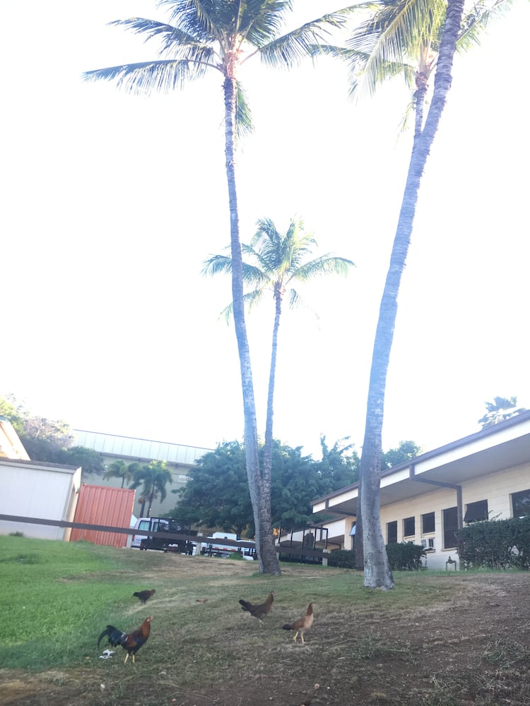 Photos: Lahaina Civic Center, site of Maui Invitational