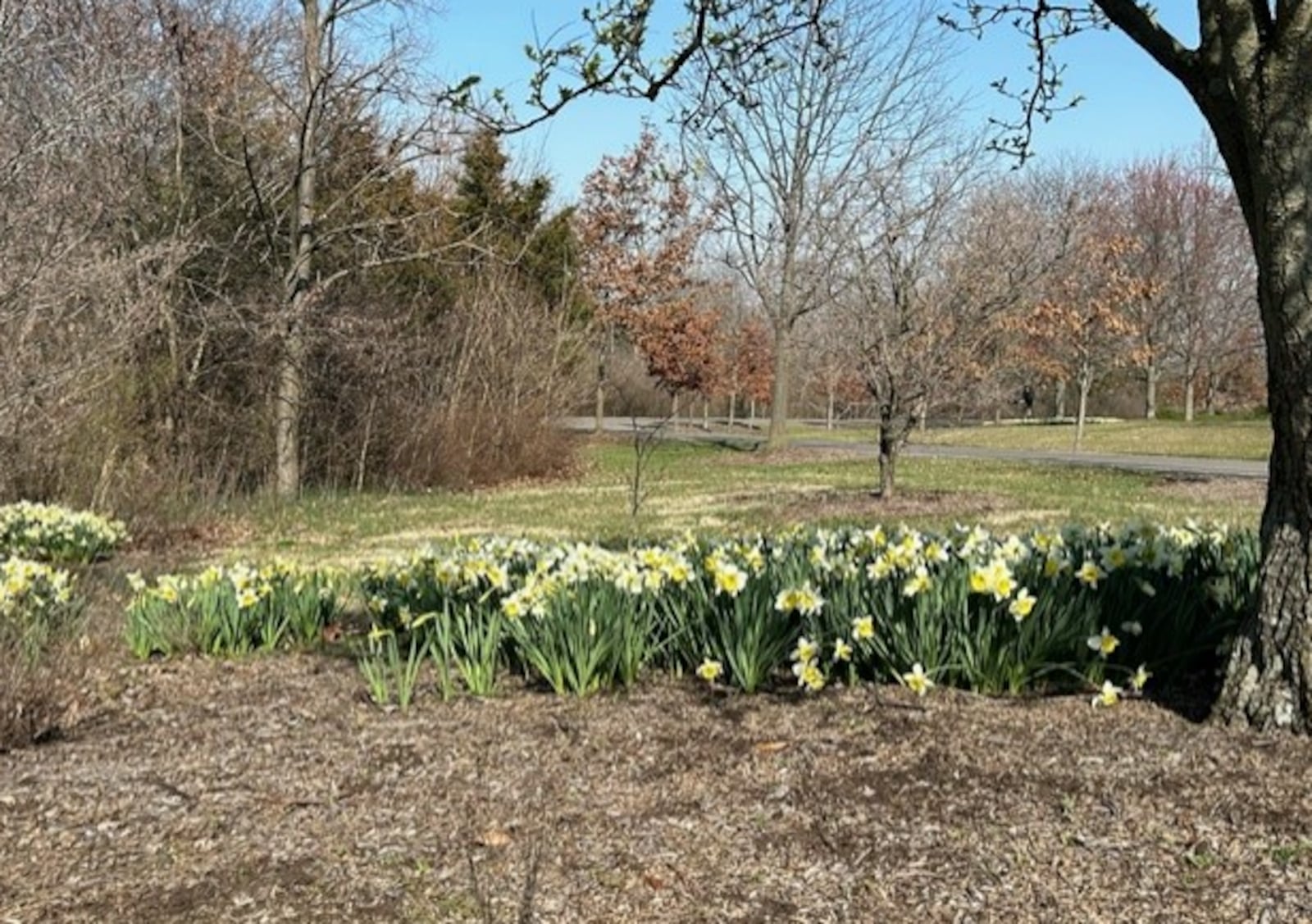 Daffodils and tulips spring up at Cox Arboretum MetroPark. CONTRIBUTED