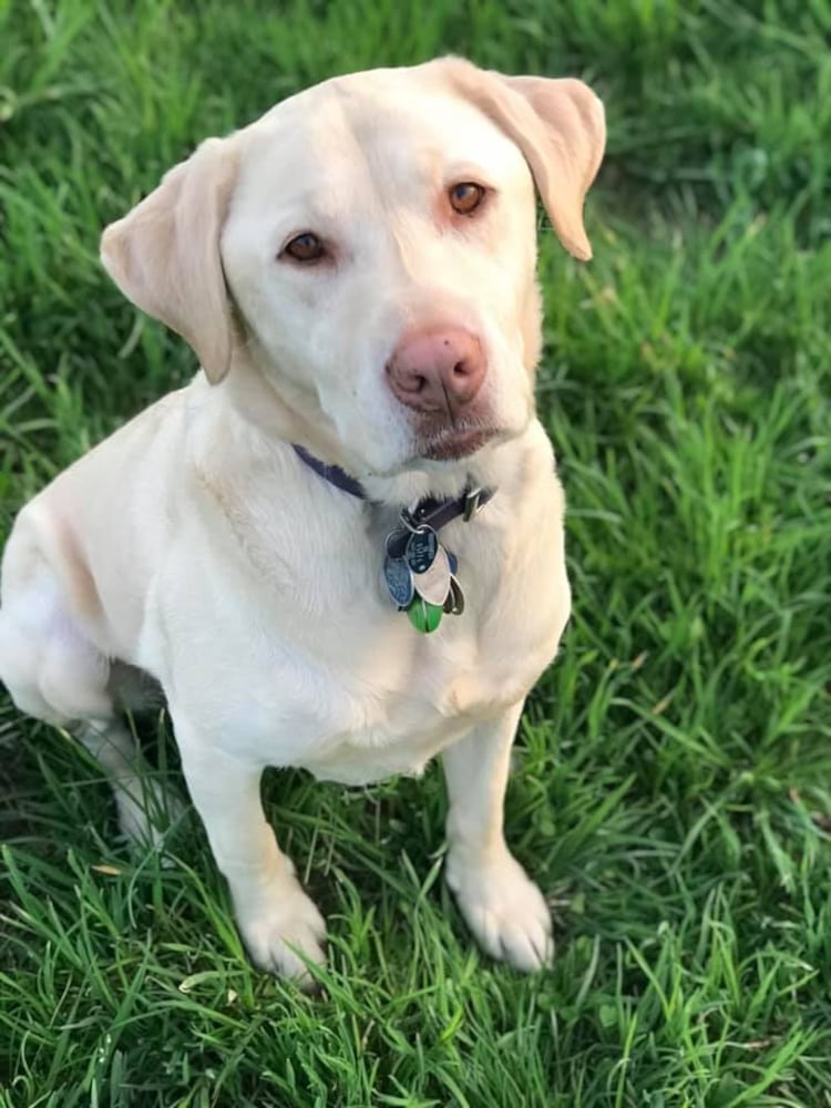 PHOTOS: It’s National Dog Day! Here is some puppy smiles for you