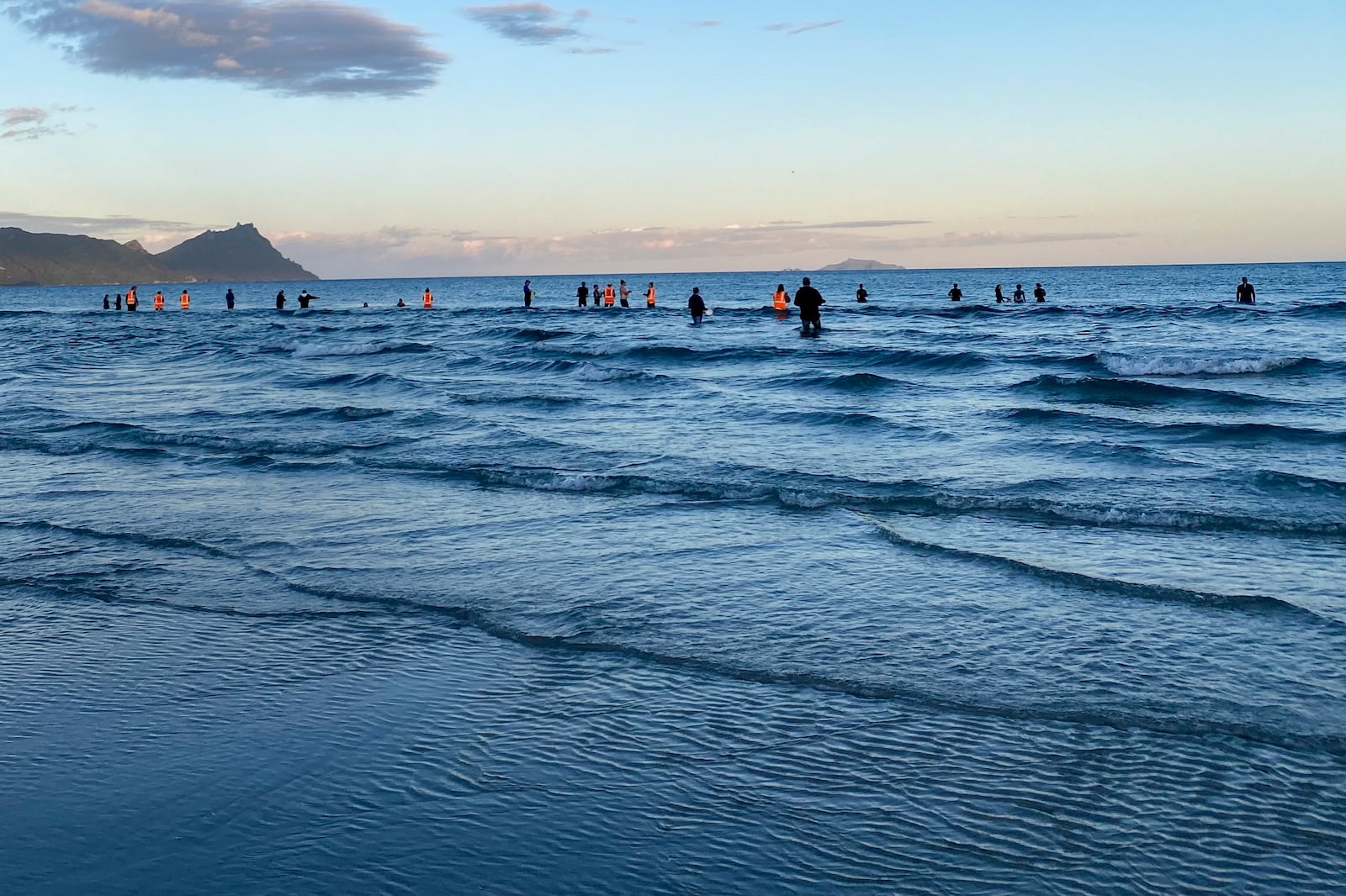 Rescuers stand in the water as they help refloat stranded pilot whales on Ruakākā Beach in northland, New Zealand, Sunday, Nov. 24, 2024. (Nikki Hartley/New Zealand Department Of Conservation via AP)