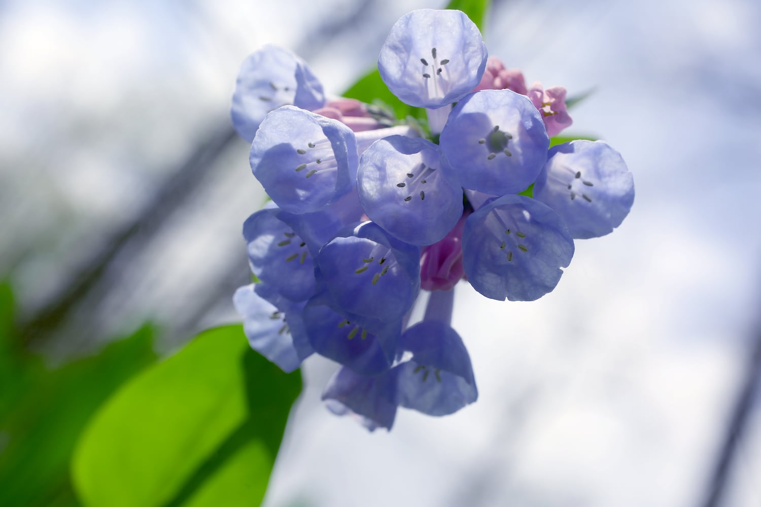 Virginia Bluebells bloom at Aullwood Garden MetroPark