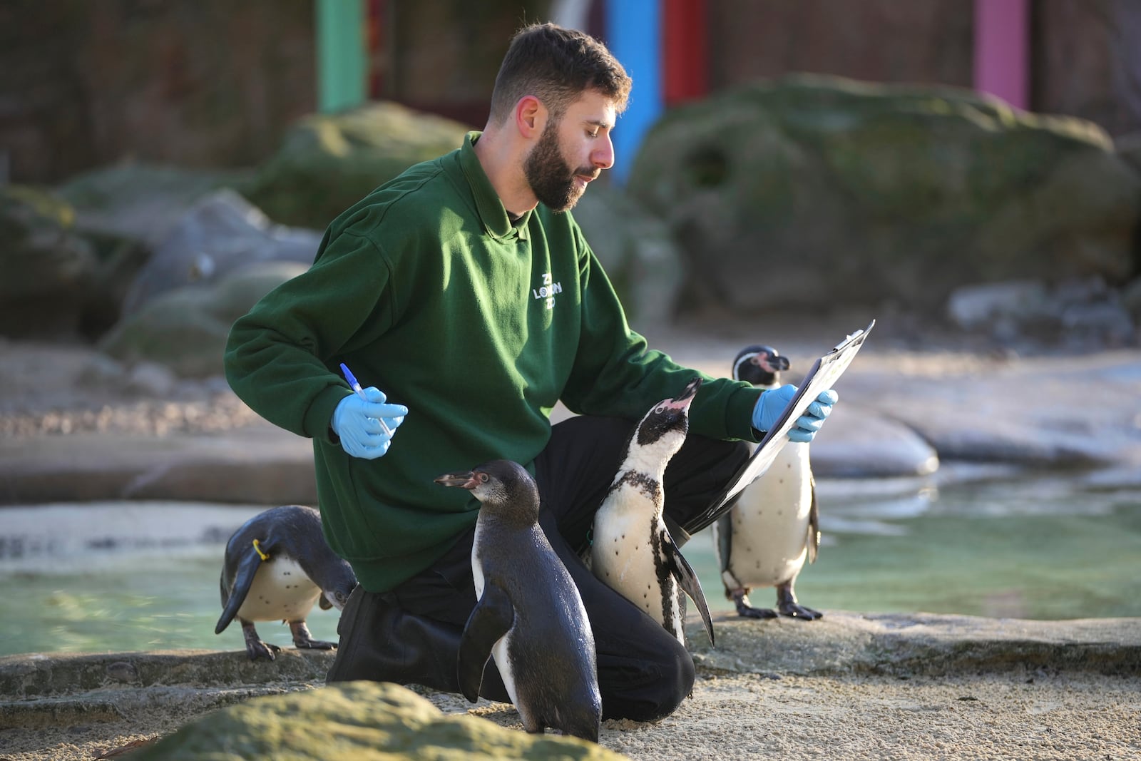 A zoo keeper counts penguins during the annual stocktake at London Zoo in London, Friday, Jan. 3, 2025. (AP Photo/Kin Cheung)