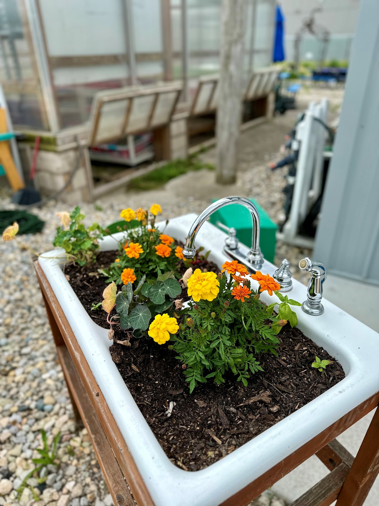 The team says these pretty marigolds help deter rabbits from the gardens. ROBIN McMACKEN/STAFF